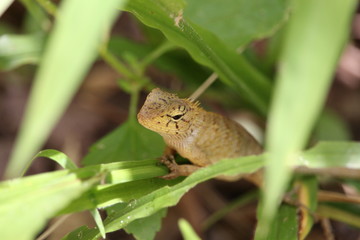 Lizard in the Undergrowth