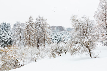 snow covered trees in winter landscape