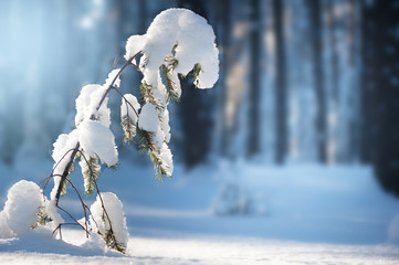 Young pine tree covered with snow in winter forest.