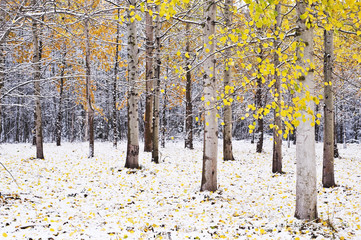 Eurasian aspen (Populus tremula) trees in autumn colors. Newly fallen snow covering forest floor.