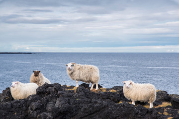 Obraz premium Group of Icelandic sheep near the coast. Blue sky.