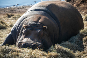 Hippopotamus having rest