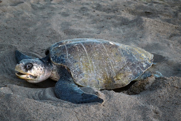 Tortuga lora desovando en playas de Costa Rica