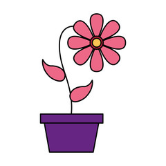 cute flower in the pot