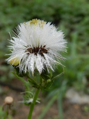 Flor dente-de-leão com gotas de chuva