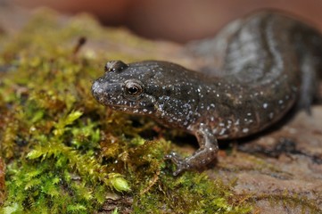 Northern Dusky salamander portrait