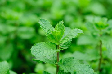 Mint leaves
