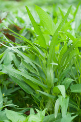 Obraz premium Water spinach in the garden