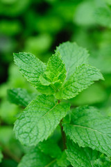 Mint leaves