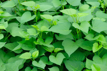 green sweet potato leaves in growth at filed