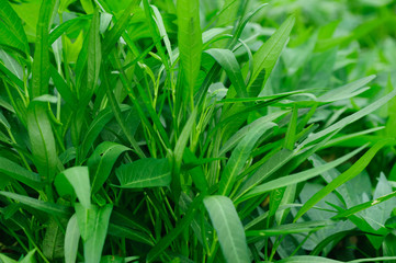 Obraz premium Water spinach in the garden