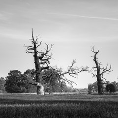 Dęby Rogalińskie © Piotr Szpakowski