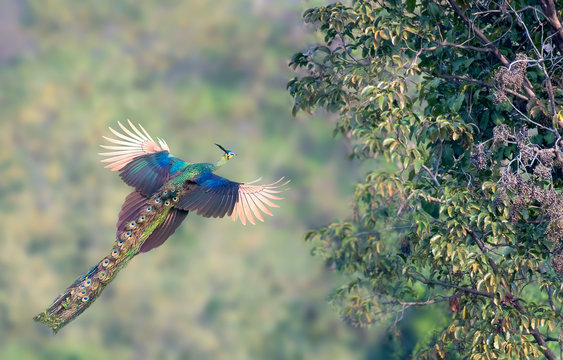 Fototapeta The peacock is flying to the tree.