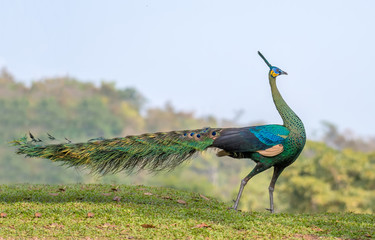 The male peacock in the natural grass field in nature