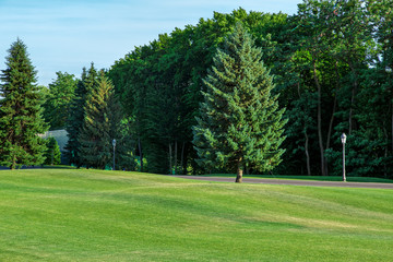 Fototapeta premium meadow with hilly landscape and pine trees in the background walking path and dense forest.