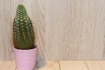 Kaktus vor Holzhintergrund