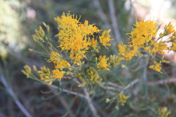 Yellow Flowering Shrub