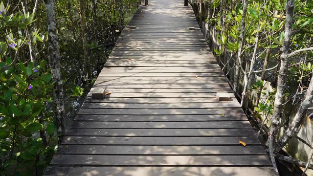 panning shot of Wooden bridge at Mangroves in Tung Prong Thong or Golden Mangrove Field, Rayong, Thailand