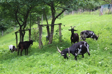 Ziegen grasen auf einer Wiese