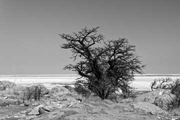 Baobab at Kubu Island © Christian
