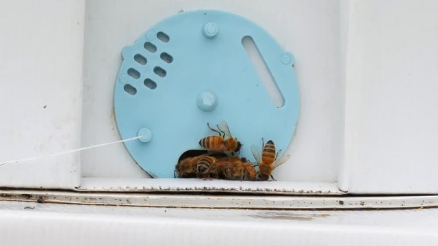 Worker honeybees feeling around entrance of nucleus hive box