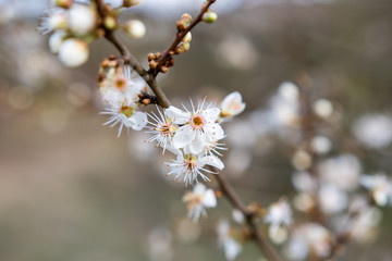 Weiße Blüten