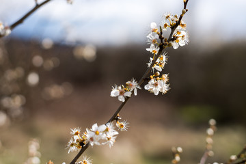 Weiße Blüten