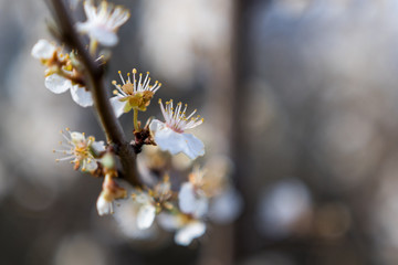 Weiße Blüten
