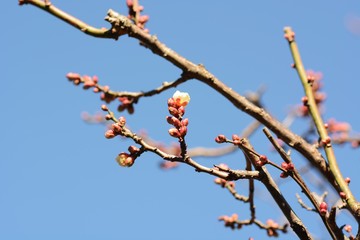 The Japanese plum blossoms (Ume) season is coming soon