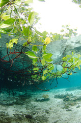 Mangroves and Coral