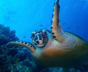 Obraz premium Underwater world in deep water in coral reef and plants flowers flora in blue world marine wildlife, travel nature beauty exploration in diving trip,adventures recreation dive. Fish, corals, creatures