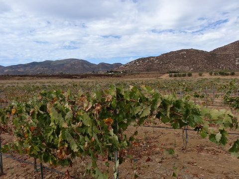 Vinicola 