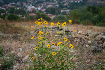 Obraz premium Yellow mountain flowers