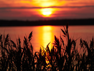 Fototapeta na wymiar Reeds at sunset seascape