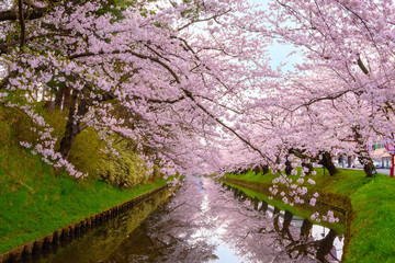 Full bloom Sakura - Cherry Blossom  at Hirosaki park, in Japan