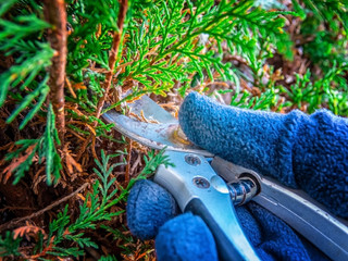 Cutting the branches of cypress Leylandia of fence with pruning shears
