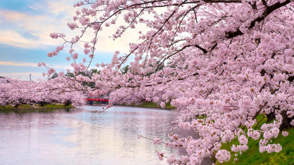Naklejka premium Pełny kwiat Sakura - wiśniowy kwiat w parku Hirosaki w Japonii