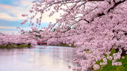Papier Peint photo autocollant Japon Pleine floraison Sakura - Cherry Blossom au parc Hirosaki, au Japon