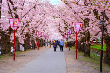 Full bloom Sakura - Cherry Blossom  at Hirosaki park, in Japan