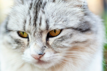 Portrait of a beautiful long-haired cat