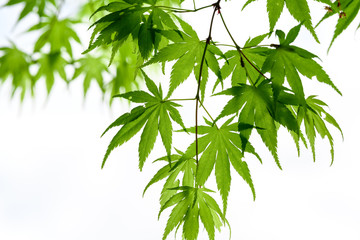 イロハモミジの新緑