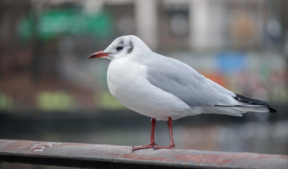 Seagull in a post in Berlin
