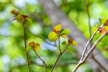 アカメガシワの若葉