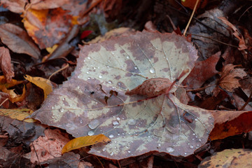 dried leaves
