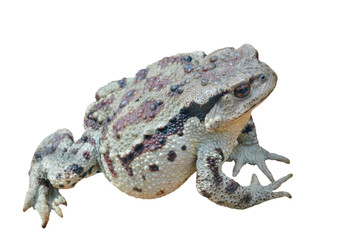 Toad (Bufo gargarizans) 37