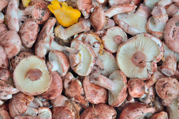 Edible mushrooms 4