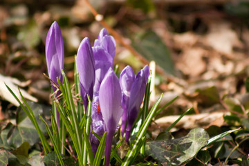 Fototapeta premium crocus in the woods