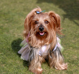 Cute Yorkie dressed in park