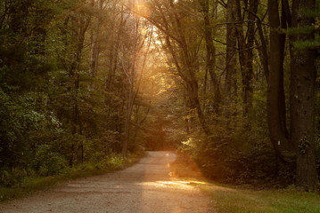 Shaft of sunlight on carriage road