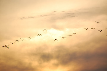 Birds